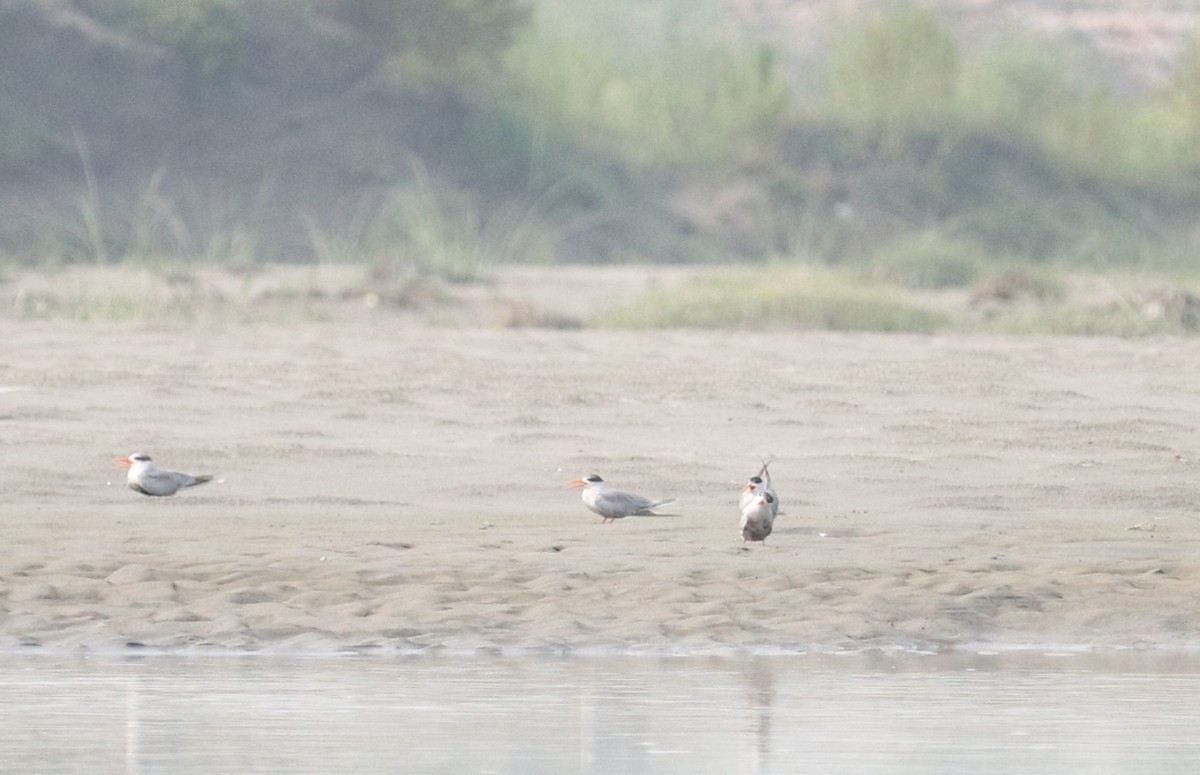 Black-bellied Tern - ML621498059