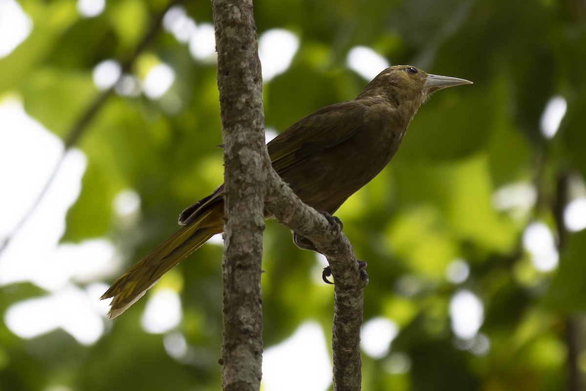 Russet-backed Oropendola - ML621498069