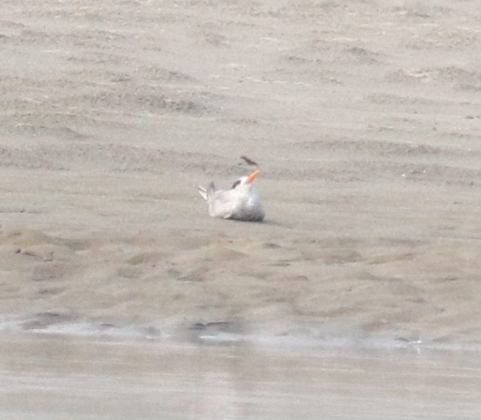 Black-bellied Tern - ML621498072