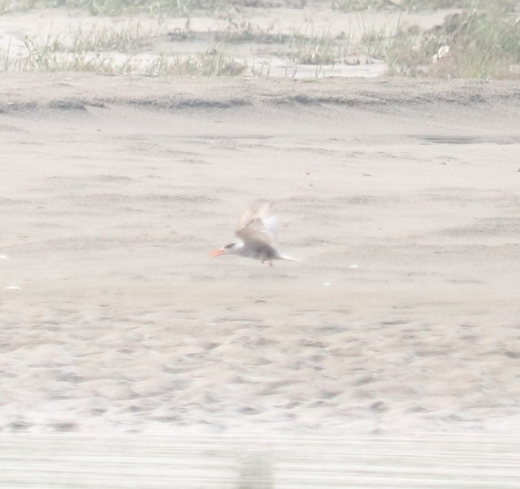 Black-bellied Tern - ML621498135