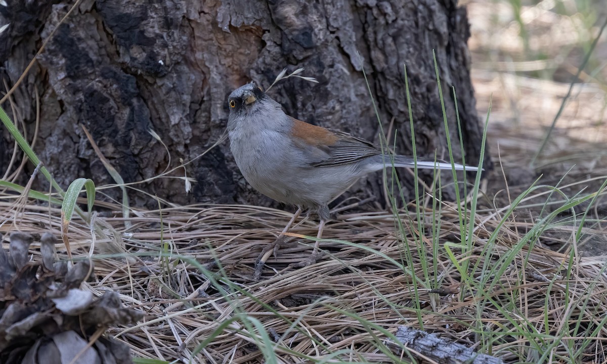 Yellow-eyed Junco - ML621498173