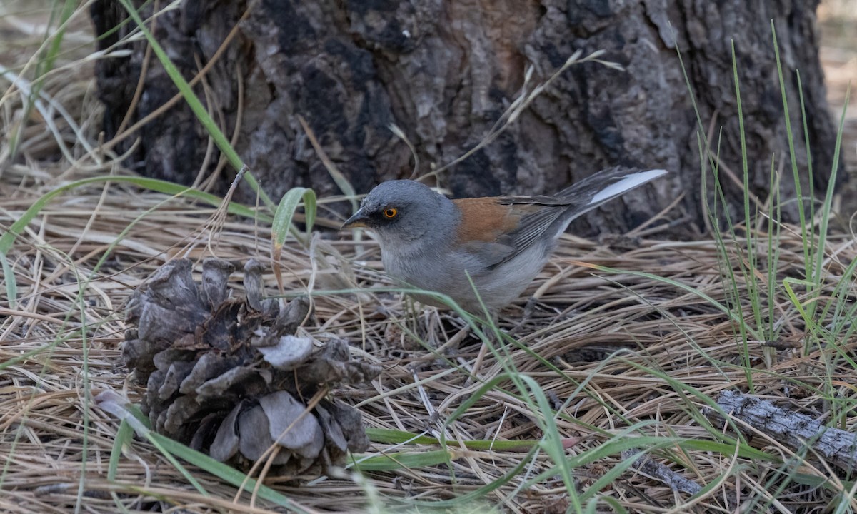 Yellow-eyed Junco - ML621498174