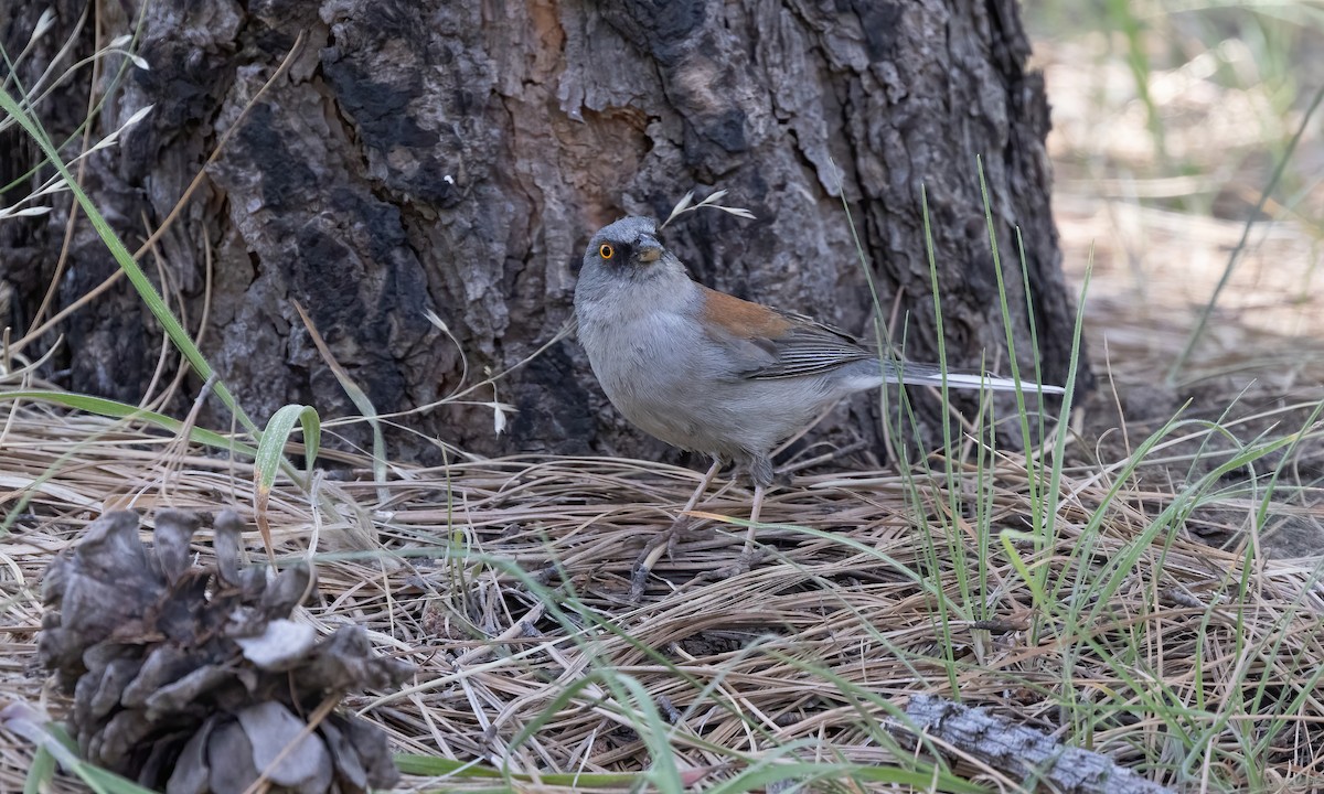 Yellow-eyed Junco - ML621498175