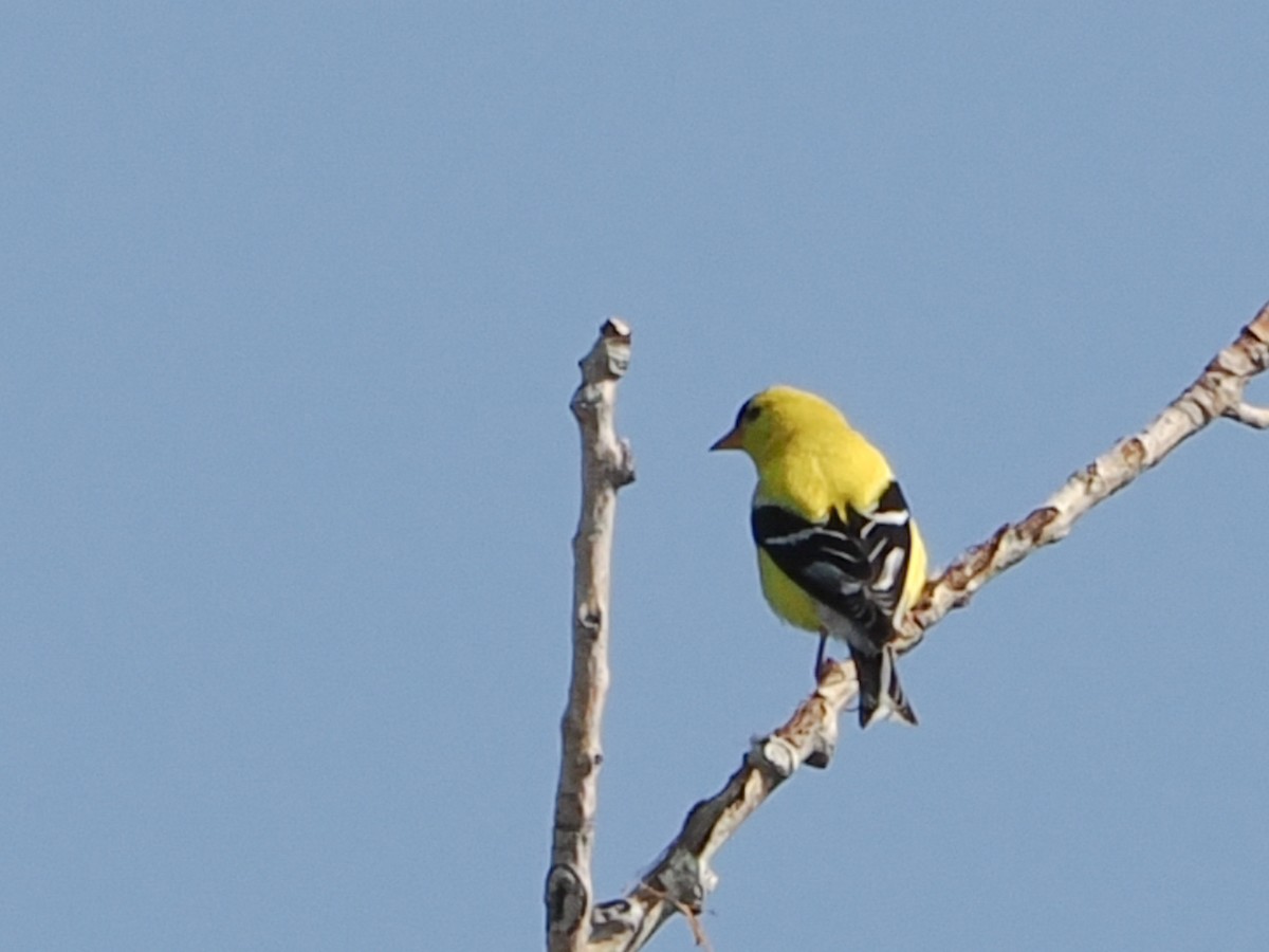 American Goldfinch - ML621498211