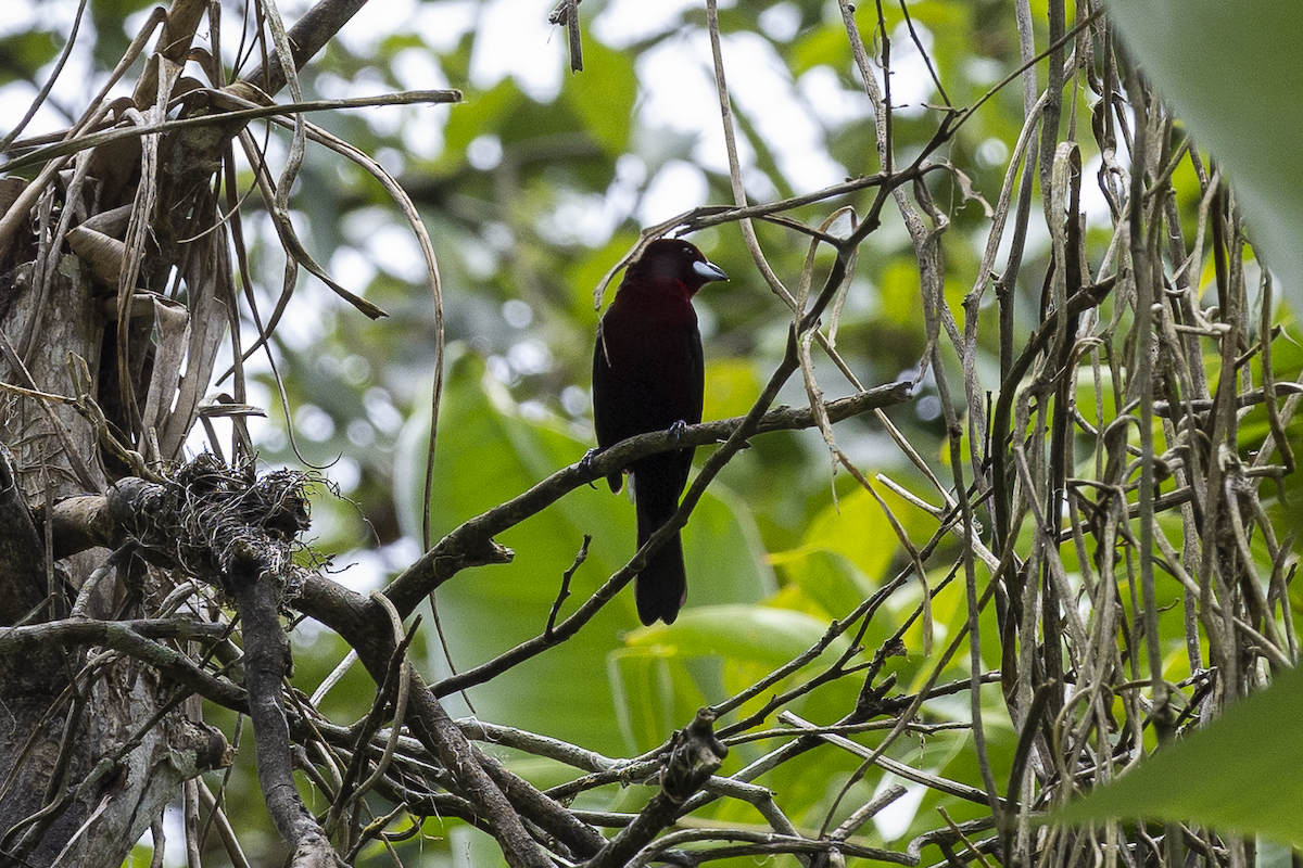 Silver-beaked Tanager - ML621498239