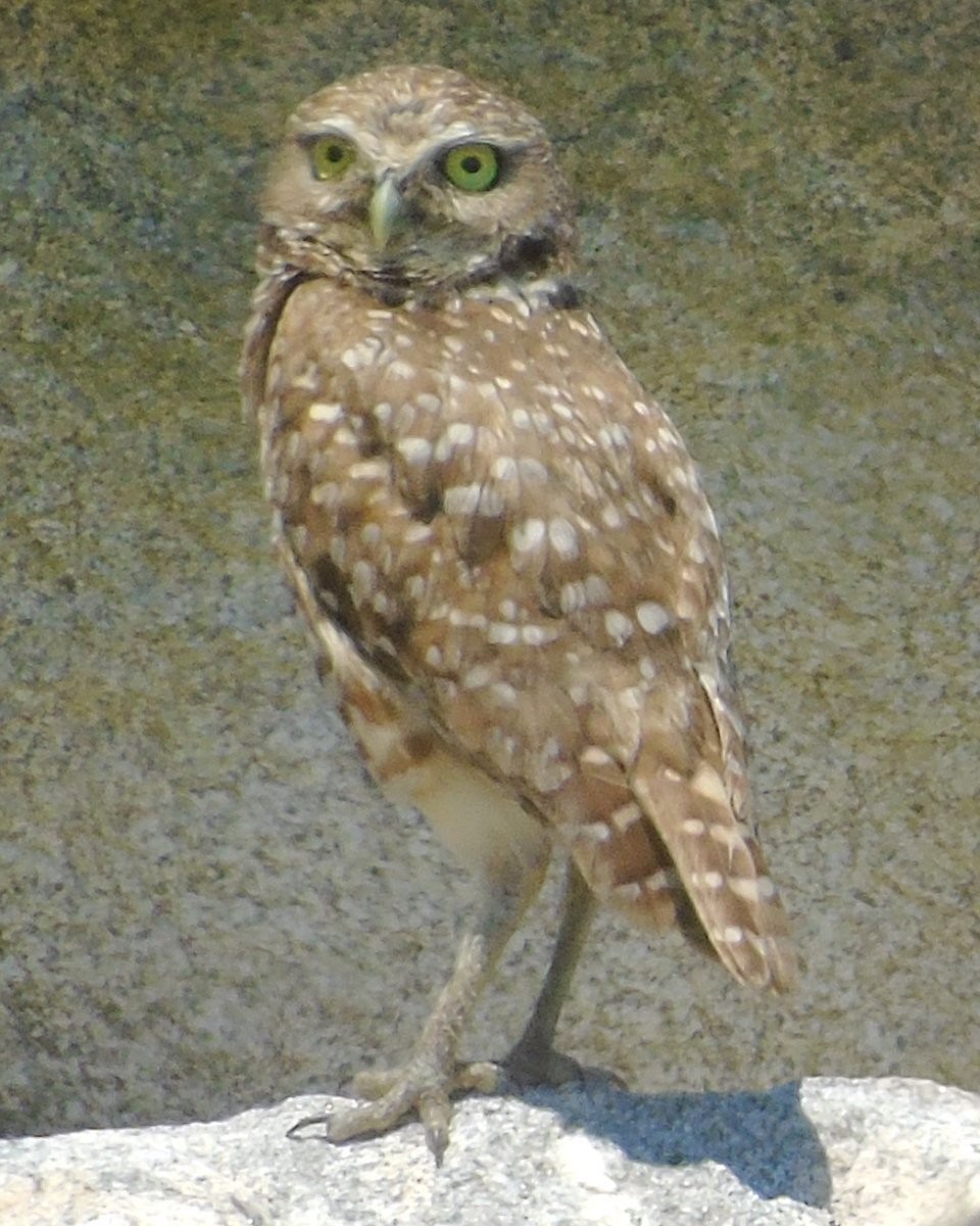 Burrowing Owl - ML621498306