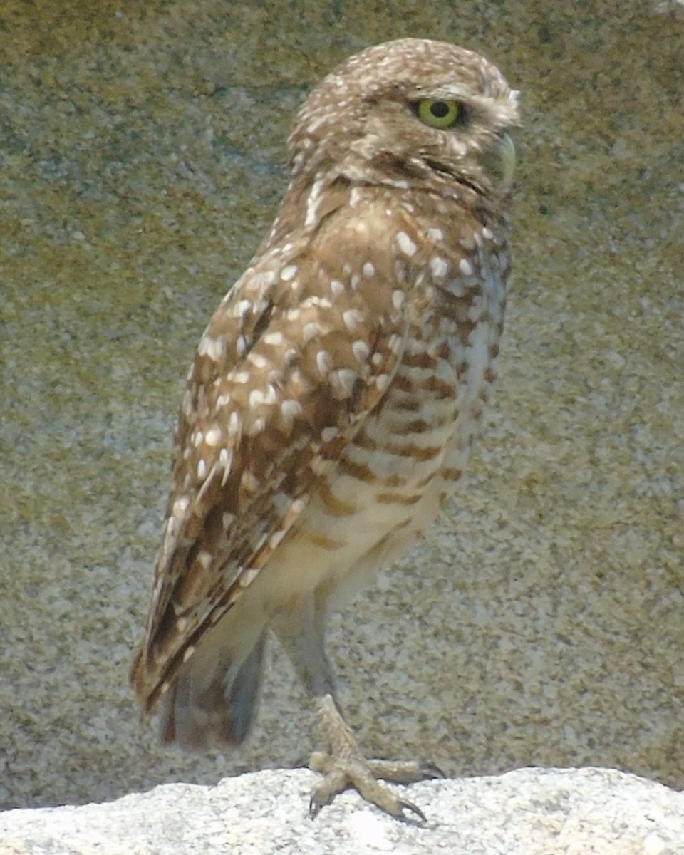 Burrowing Owl - ML621498307