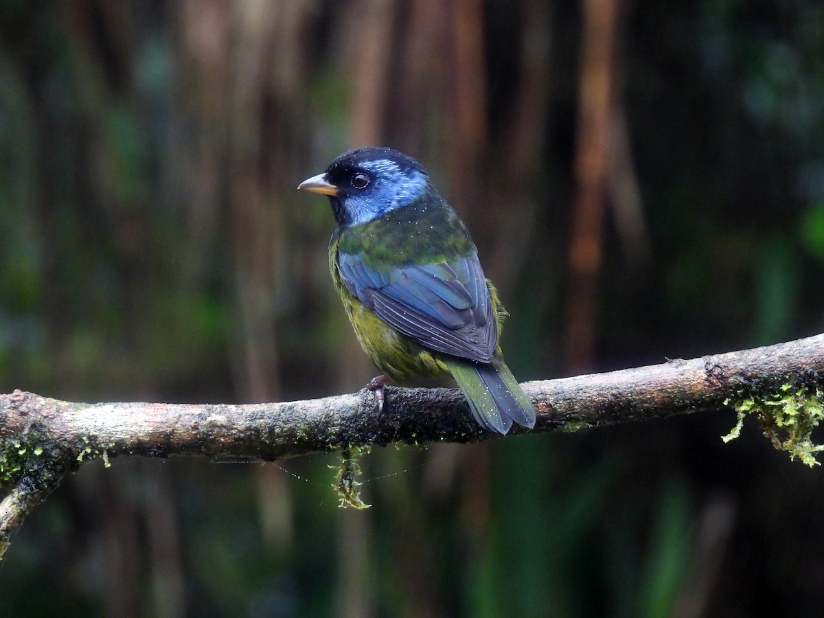 Moss-backed Tanager - ML621498310