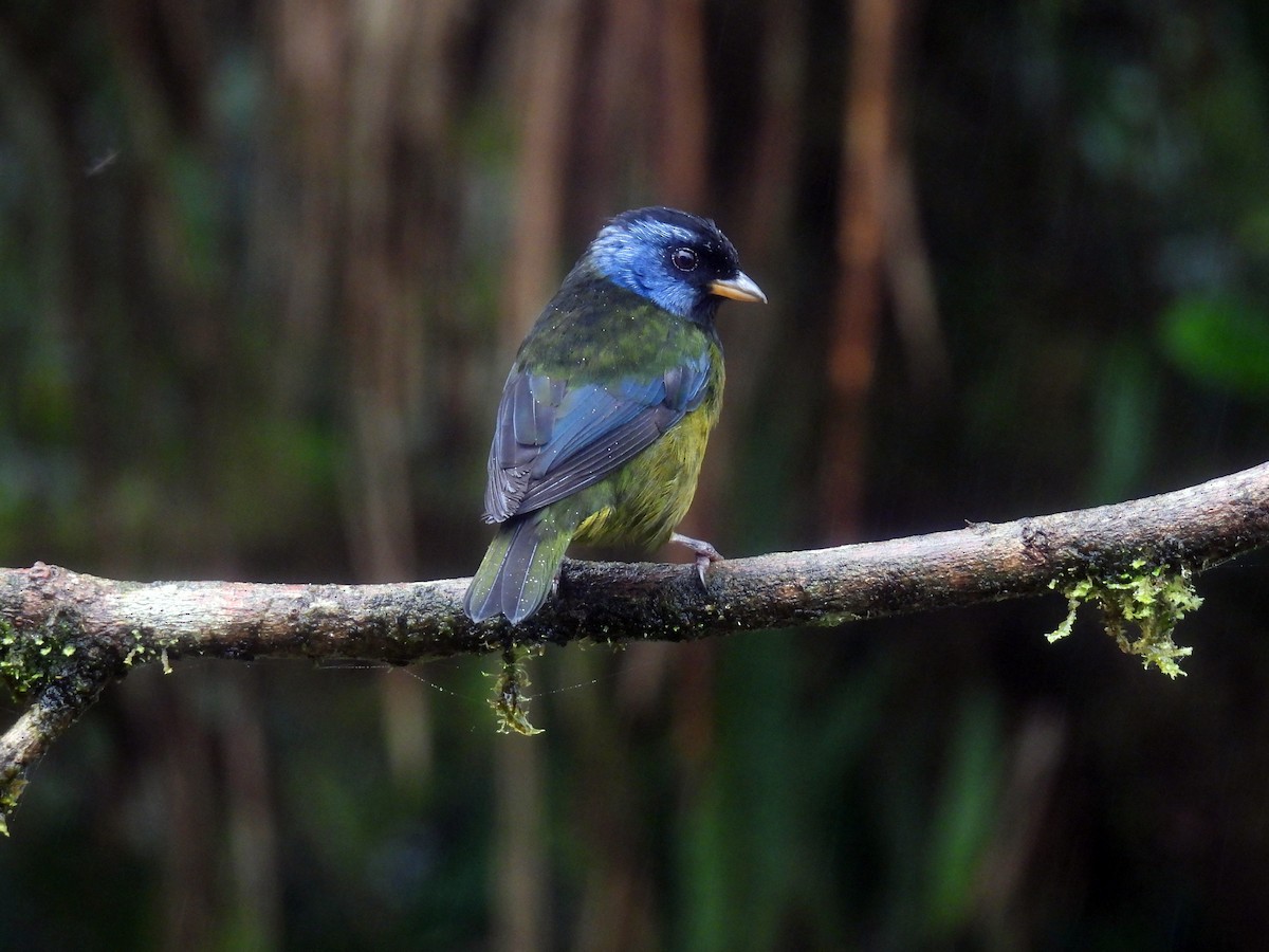 Moss-backed Tanager - ML621498311