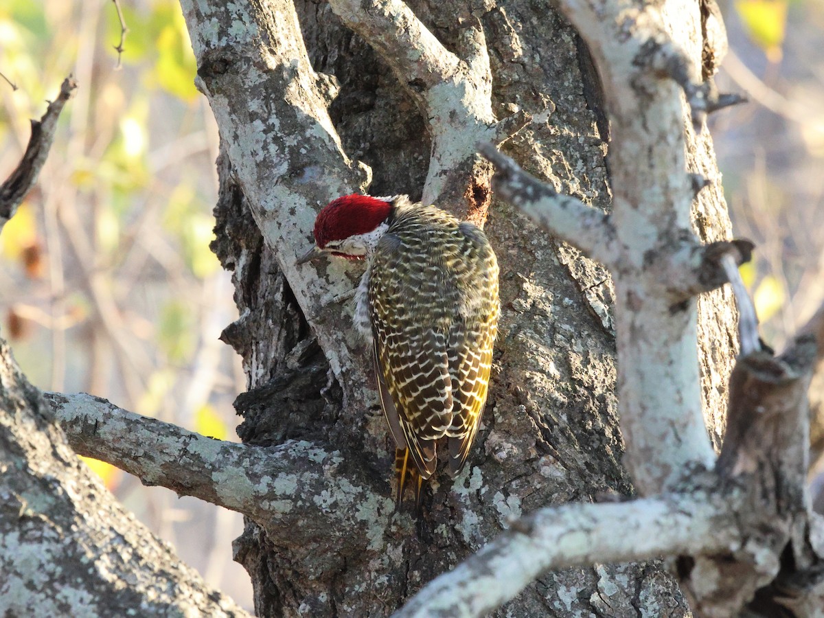 Golden-tailed Woodpecker - ML621498322