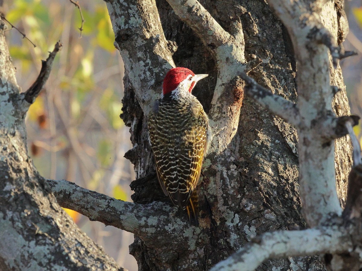 Golden-tailed Woodpecker - ML621498323