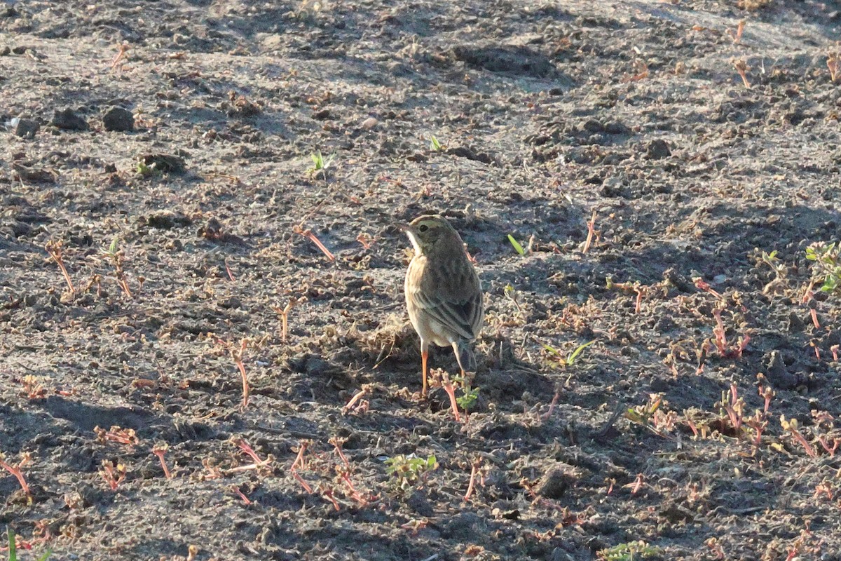 African Pipit - ML621498332