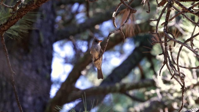 Greater Pewee - ML621498440