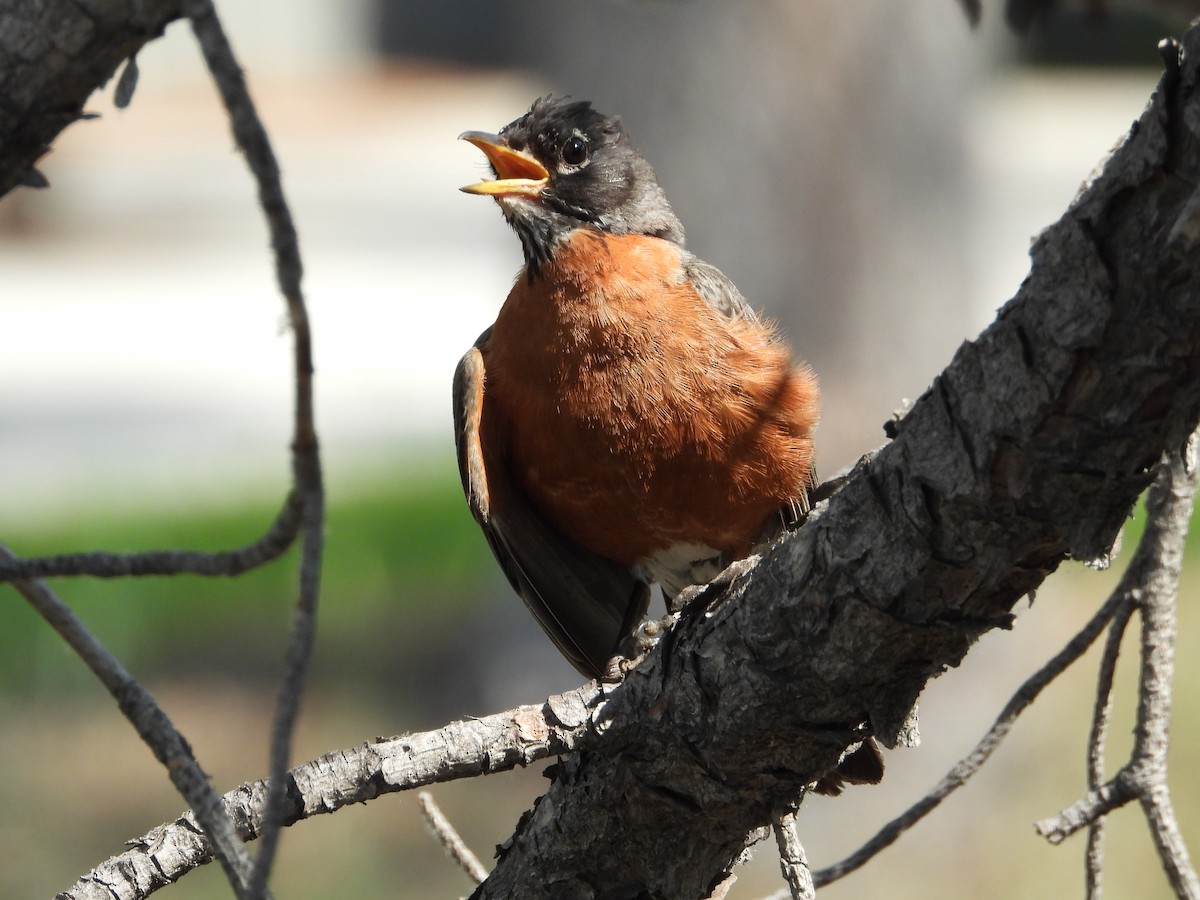 Wanderdrossel - ML621498456