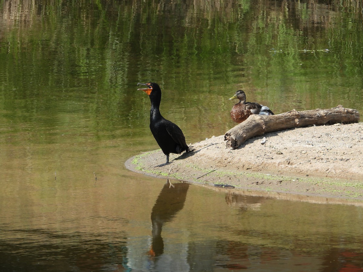 Cormoran à aigrettes - ML621498547