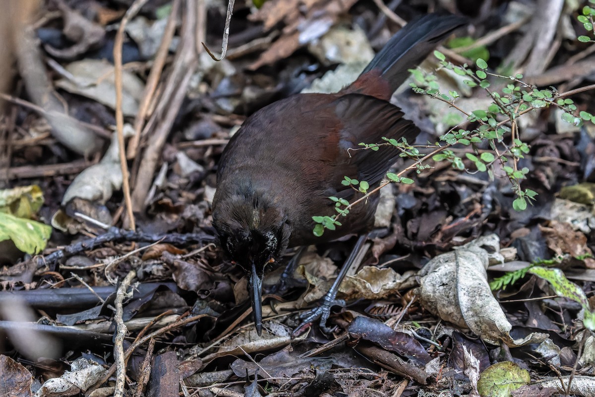 South Island Saddleback - ML621498630