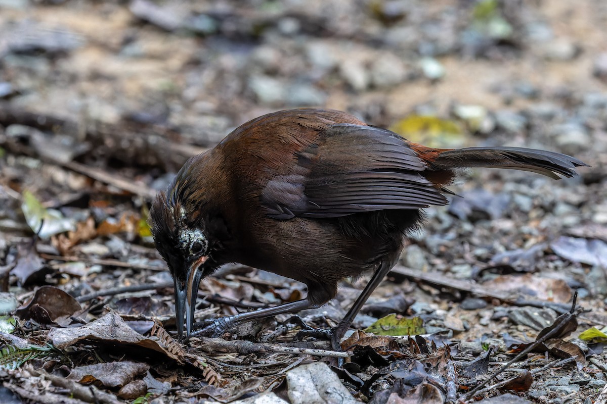 South Island Saddleback - Sila Viriyautsahakul