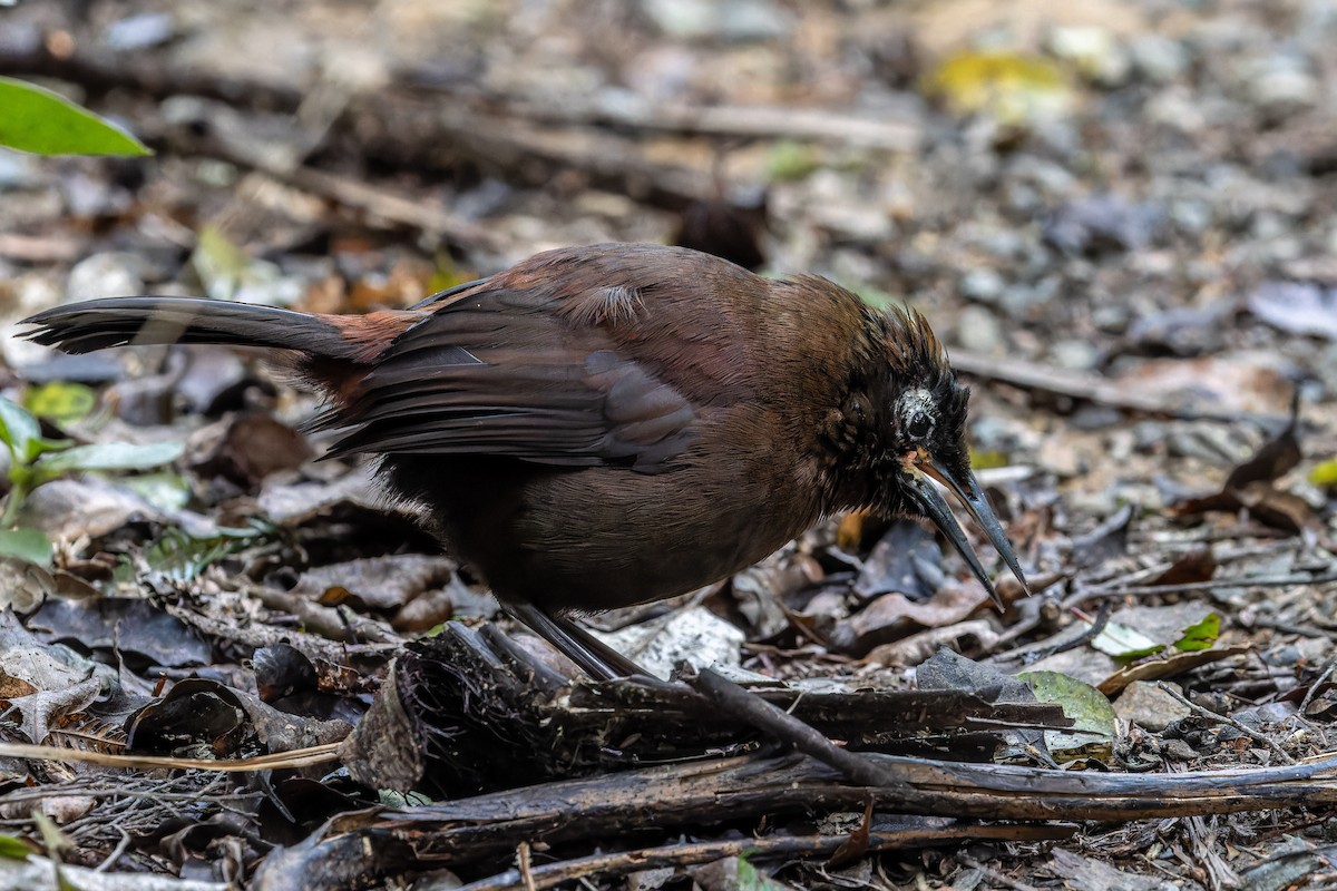 South Island Saddleback - ML621498632