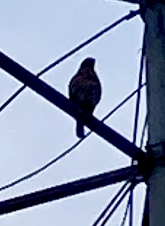 Roadside Hawk - ML621498686