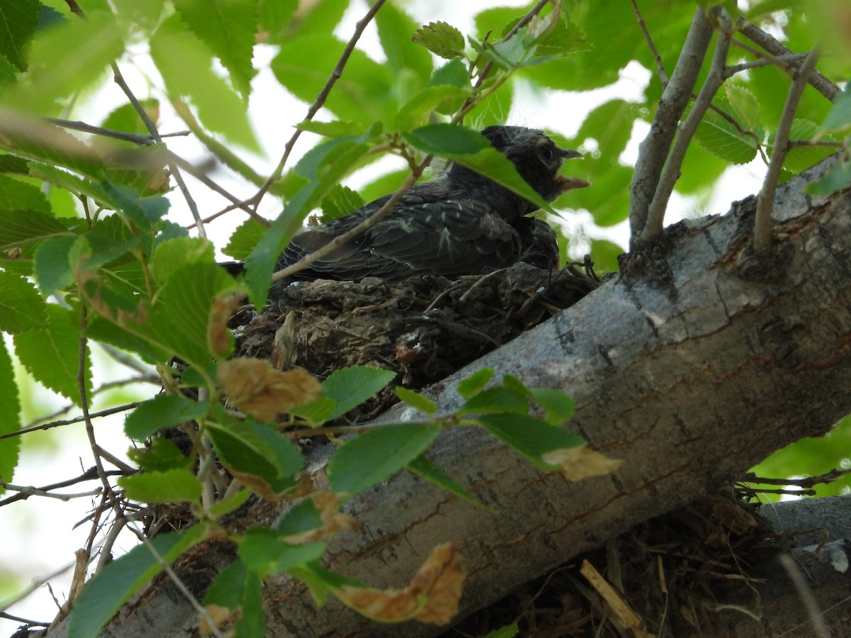 Wanderdrossel - ML621498746