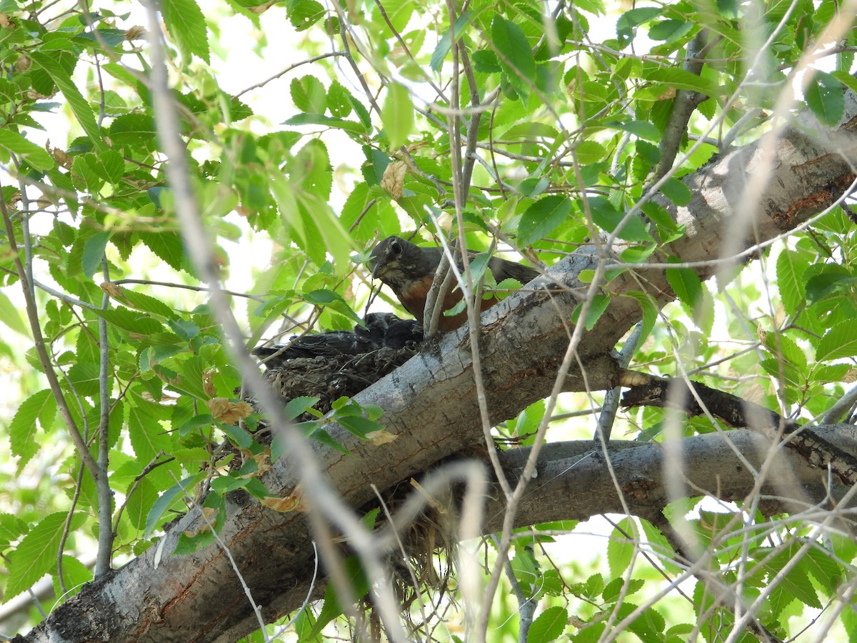 Wanderdrossel - ML621498747