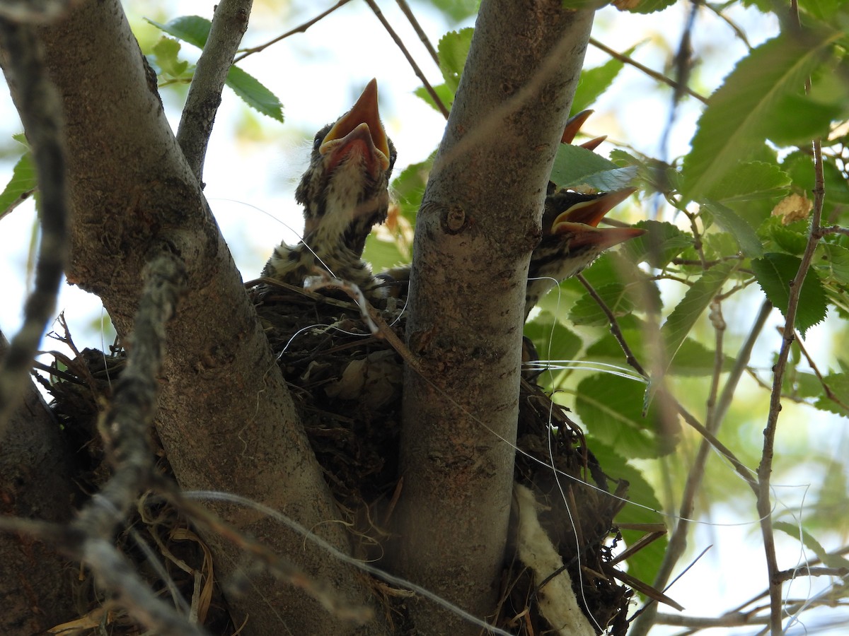 Wanderdrossel - ML621498748