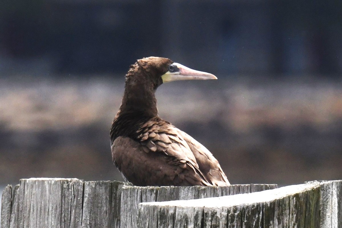 Brown Booby - ML621498758
