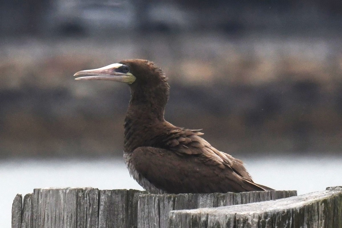 Brown Booby - ML621498759