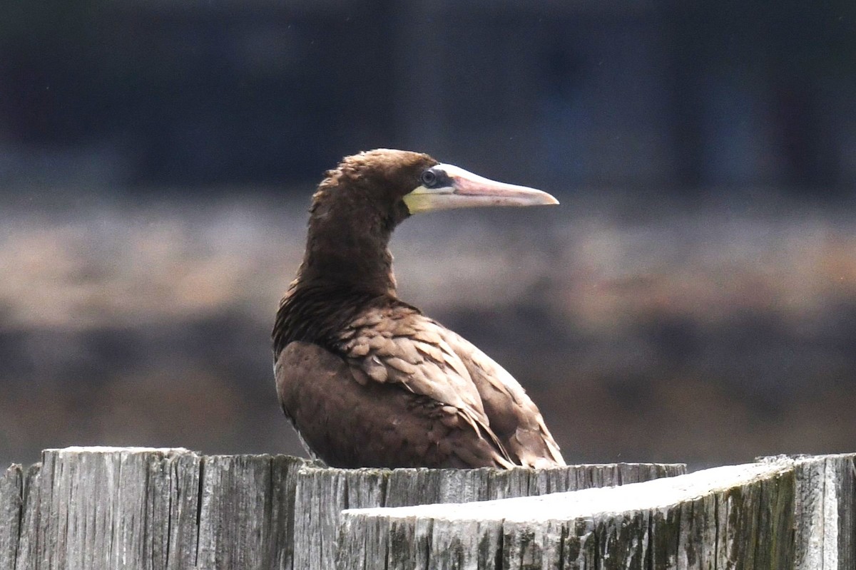Brown Booby - ML621498760