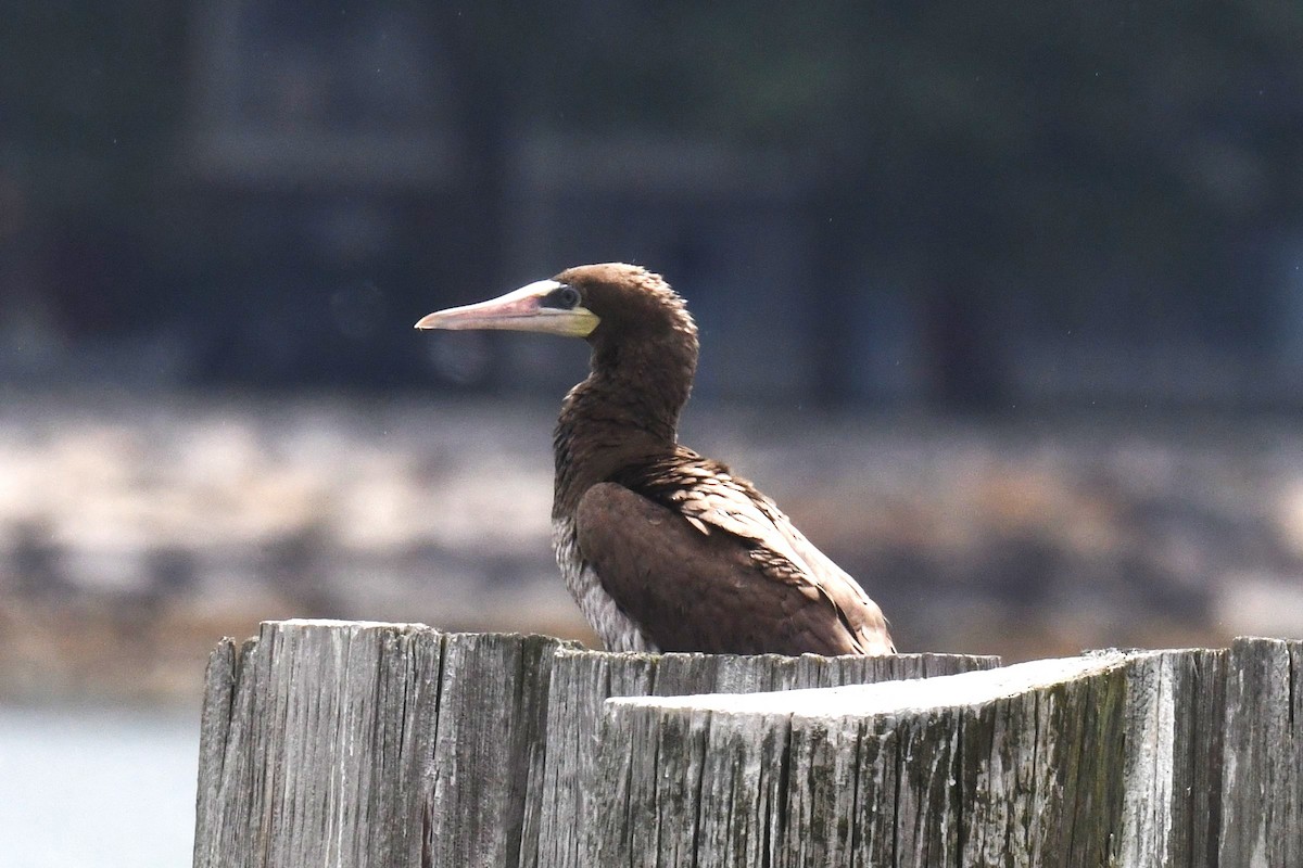 Brown Booby - ML621498761