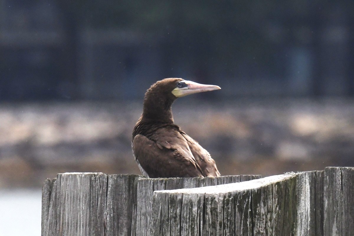 Brown Booby - ML621498762