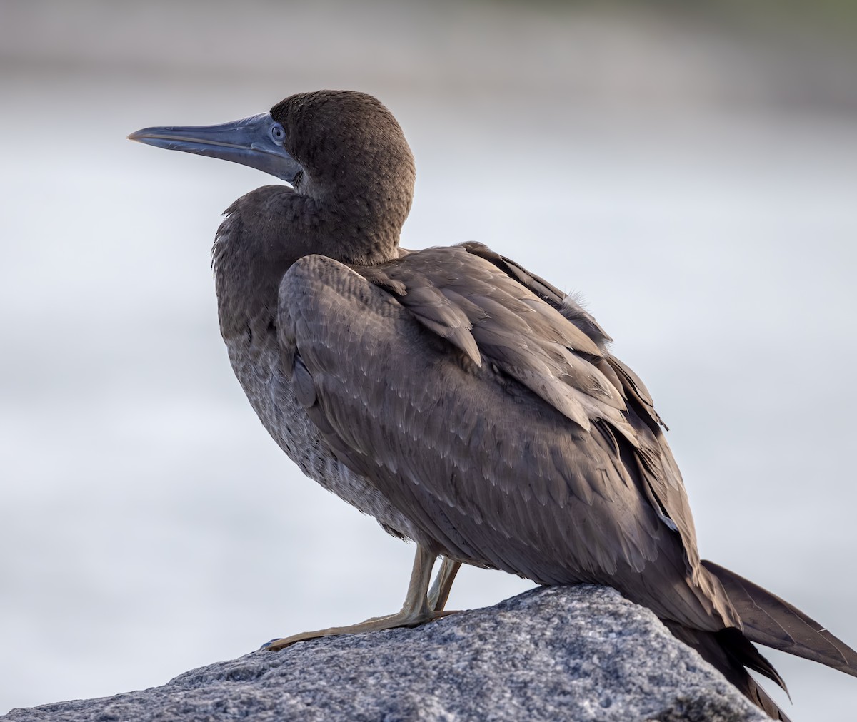 Brown Booby - ML621498796