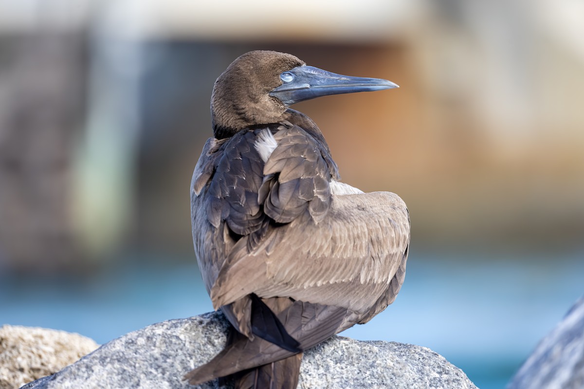 Brown Booby - ML621498805