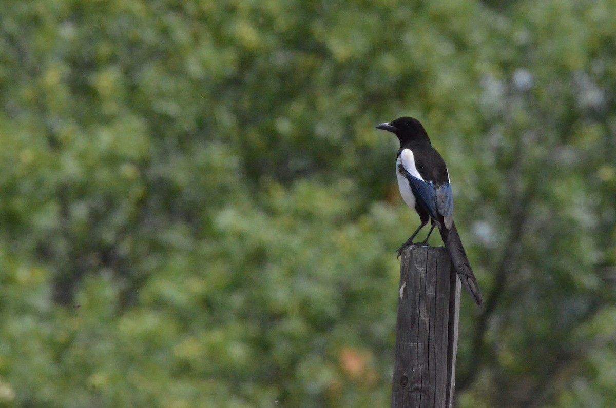 Eurasian Magpie - ML621498843