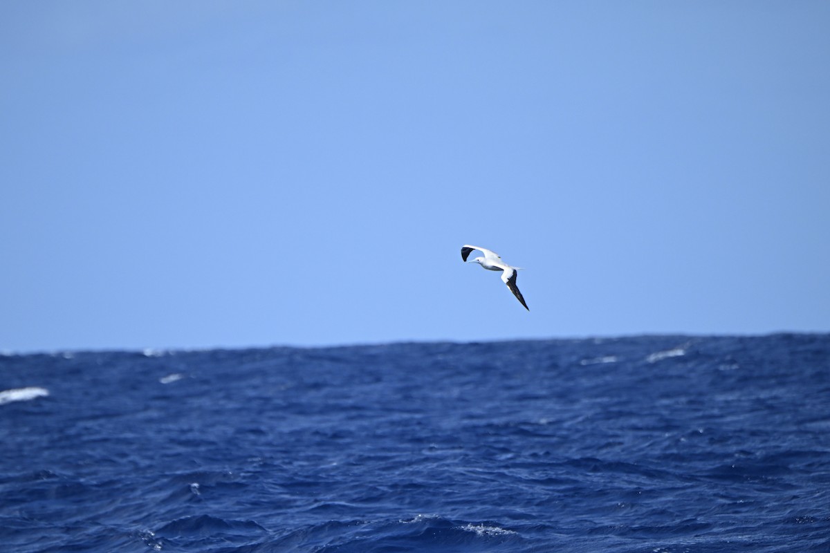 Red-footed Booby - ML621499056