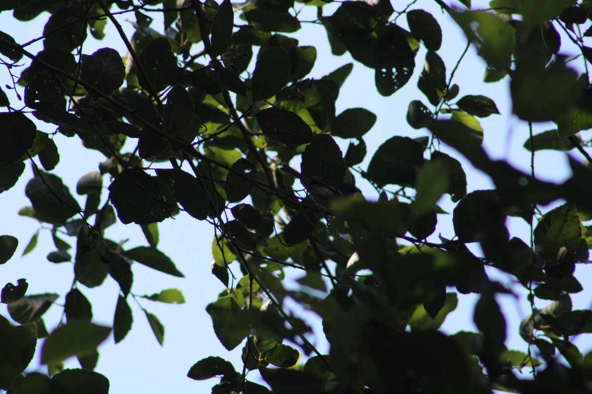 Tropical Parula (West Mexico) - ML621499167