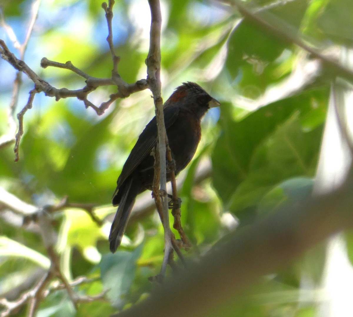 Varied Bunting - ML621499196