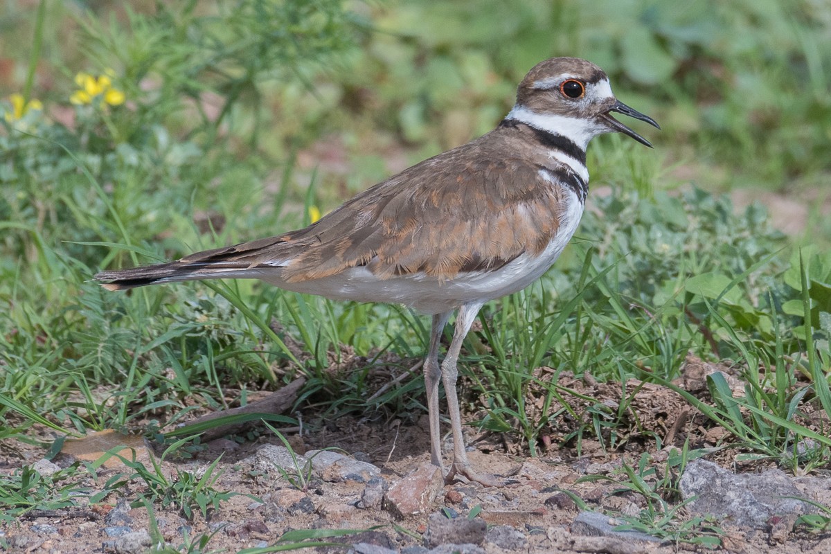 Killdeer - Juan Miguel Artigas Azas