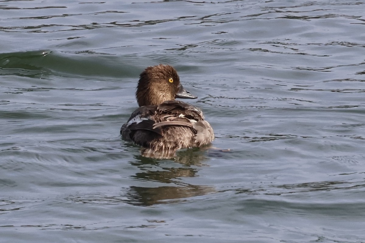 Common Goldeneye - ML621499227