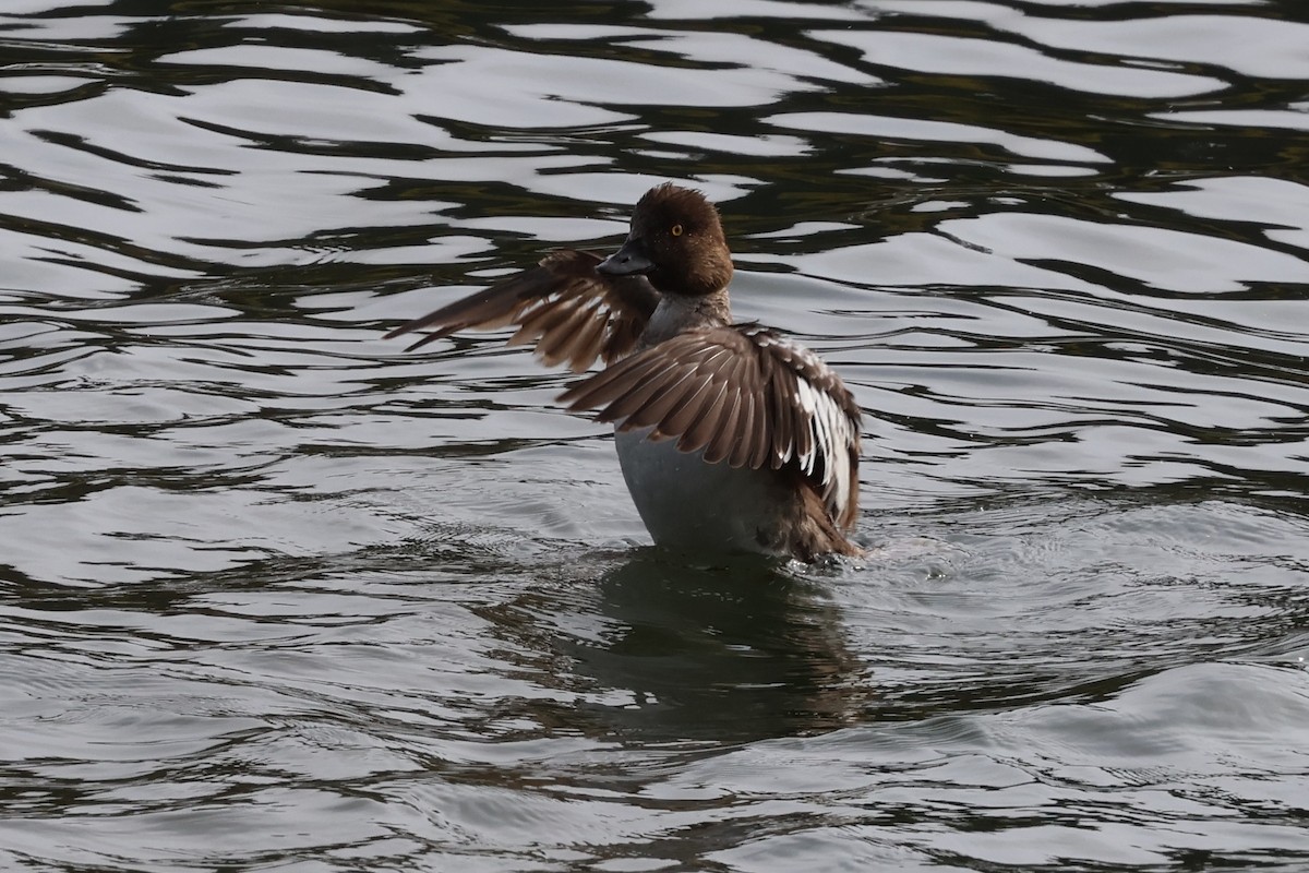 Common Goldeneye - ML621499229