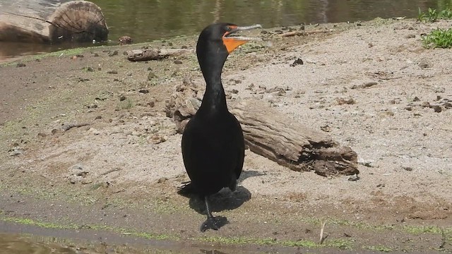 Cormoran à aigrettes - ML621499283