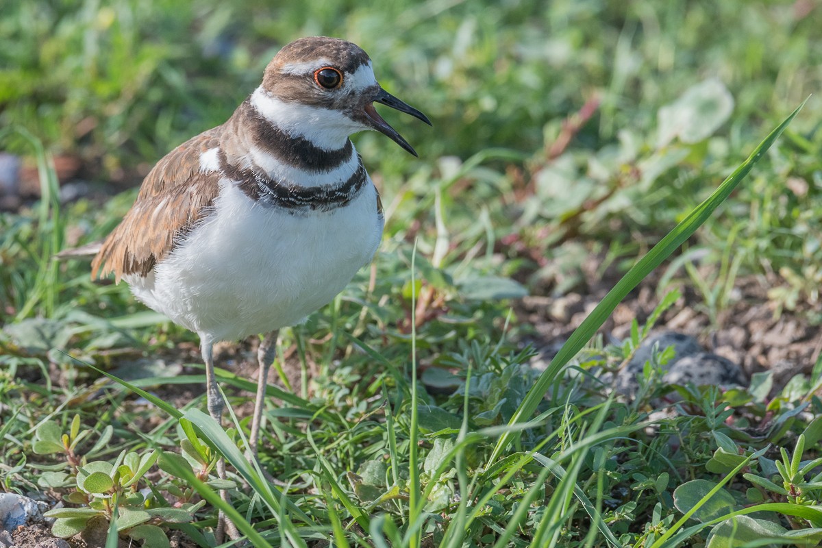 Killdeer - Juan Miguel Artigas Azas