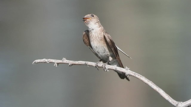 Northern Rough-winged Swallow - ML621499291