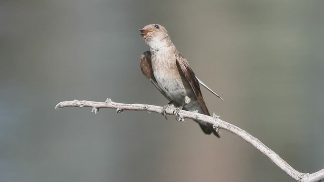 Golondrina Aserrada - ML621499291