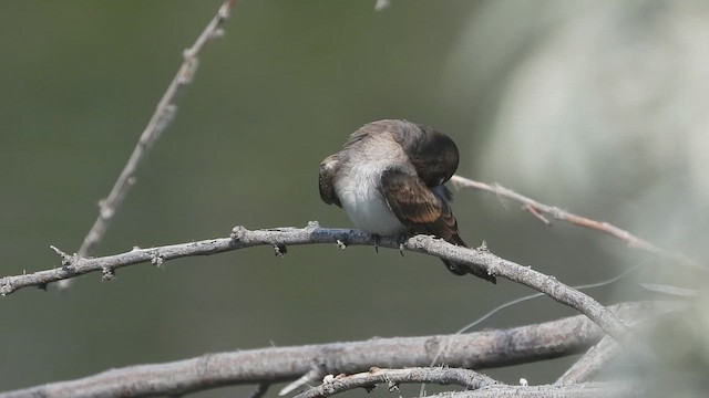 Northern Rough-winged Swallow - ML621499292