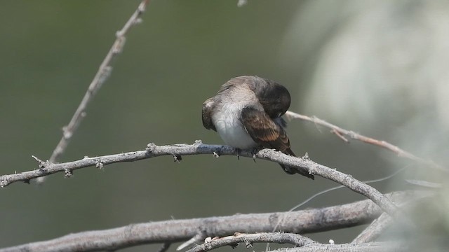 Golondrina Aserrada - ML621499292