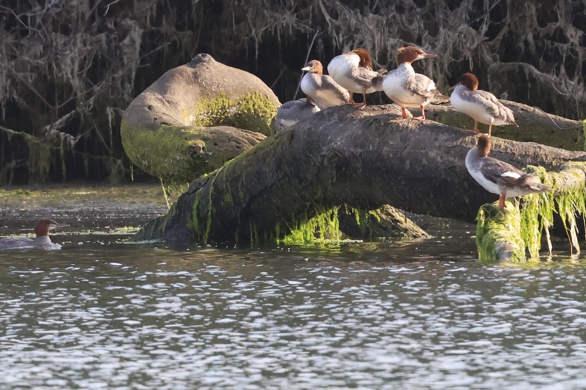 Common Merganser - ML621499319