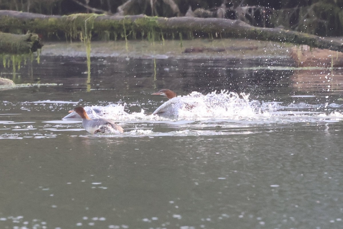Common Merganser - ML621499322