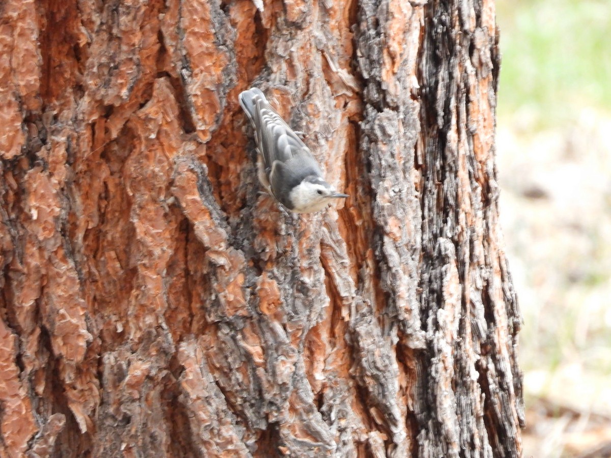 White-breasted Nuthatch (Interior West) - ML621499372