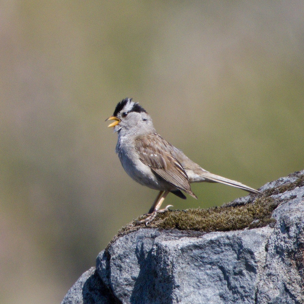 White-crowned Sparrow - ML621499381
